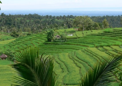 Bali-Pupuan-ricefields-09-430x300©SH